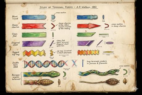 Round and Chevron Ends